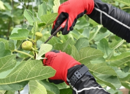 野菜の栽培・カット写真